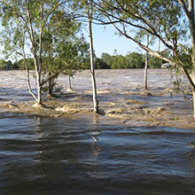 Überschwemmte Reben in Australien