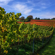 Ernte in Rheinhessen und Pfalz „unterdurchschnittlich“