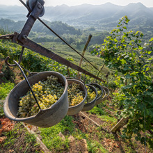 Weniger Prosecco verkauft