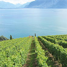 Schweizer Weine steigern Marktanteil