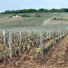Preise für Frankreichs Weinberge rückläufig