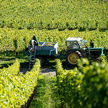 Weinlese startet in Deutschland