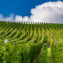 Heterogener Herbst an der Mosel