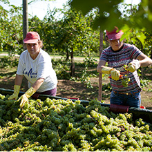 Italien bleibt größter Produzent