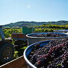 OIV meldet 232 Mio. hl globale Erntemenge