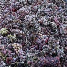 Frühe Eisweinlese geglückt