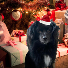 WEIN+MARKT wünscht frohe Weihnachten