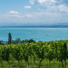 220_bodensee-weinbau-c_Holger_AdobeStock_534975270.jpg