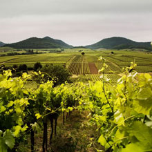 Mehr resistente Sorten angebaut