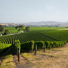 NewZealand220-c-new-zealand-winegrowers.png