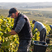 220_Weinlese-in-der-Champagne-KI-generiert.jpg