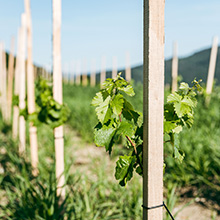 Vinea Wachau nachhaltig