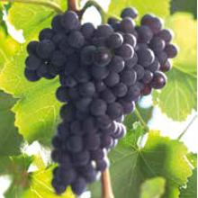 Pfalz: Rotwein-Elite in Weißweinregion