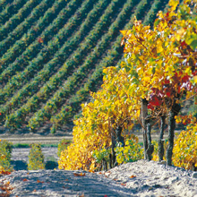 Languedoc-Ernte 15 Prozent kleiner
