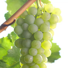 Silvaner wird 365