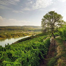 1,9 Mio. hl in Österreich