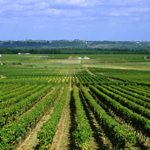 Historisch kleine Ernte in Bordeaux