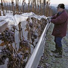 Hoffnung auf Eisweinlese