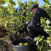 Champagner-Menge runter