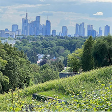 Frankfurt sucht Pächter für sein Weingut