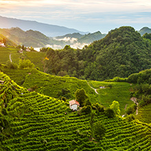 Italiens Weinexport im Minus