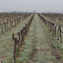 EU-Weinpaket stützt Weinbranche