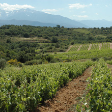 Neuer Verband im Languedoc