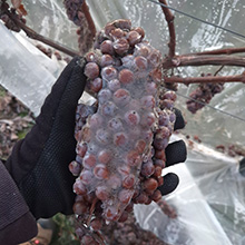 Erfolgreiche Eisweinlese